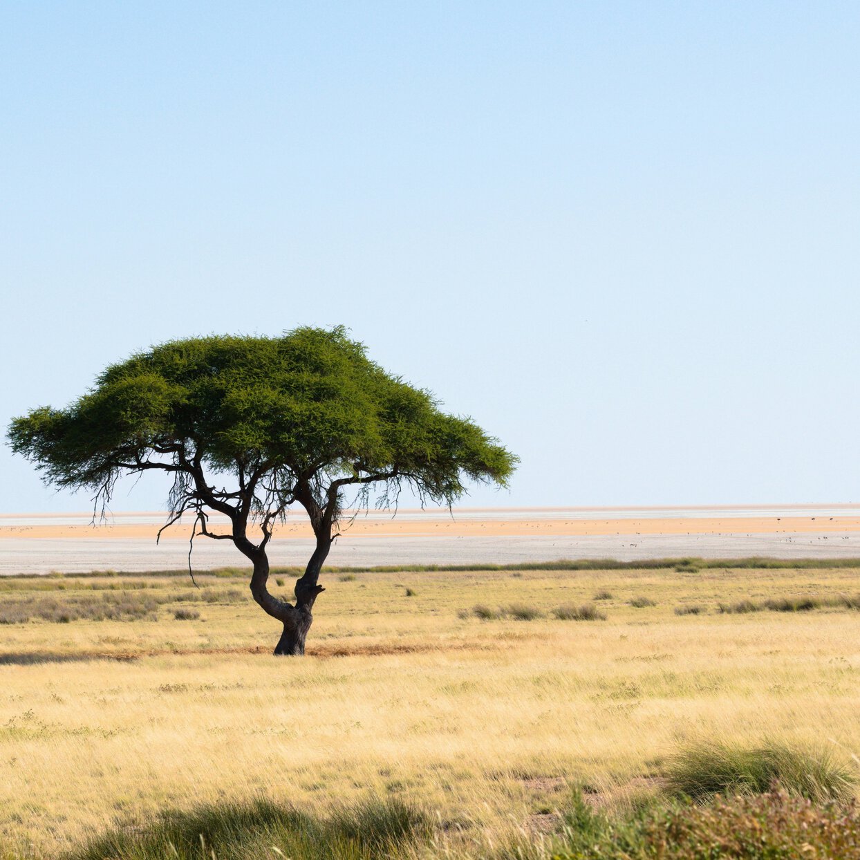 an acacia tree