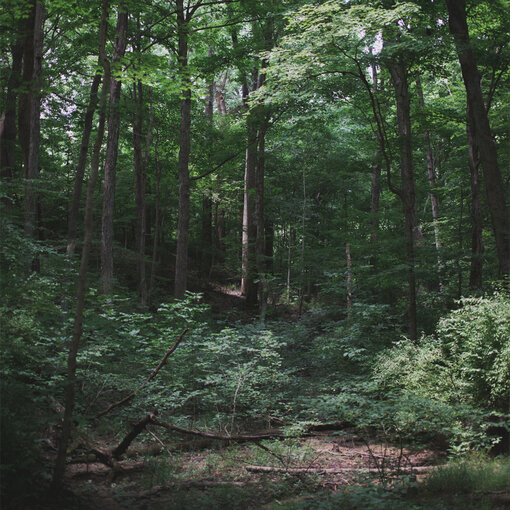 What is biodiversity? What is biodiversity?