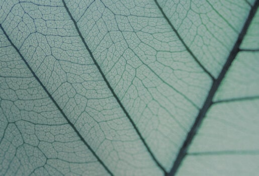 Macro image of a eucalyptus leaf