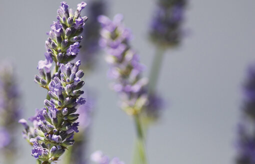 Fragrant deodorising bundles