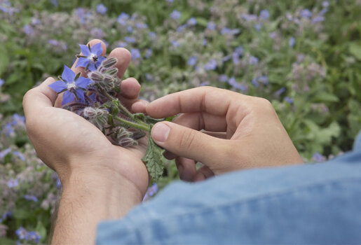 Borage