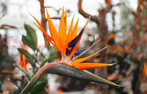 What are your favourite plants and flowers for the home? What are your favourite plants and flowers for the home?