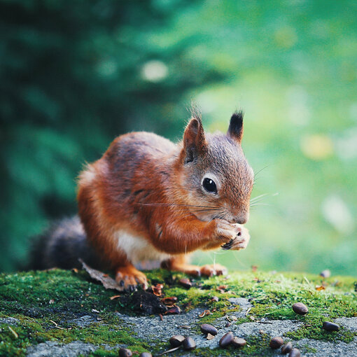 Liz Earle Beauty x biodiversity