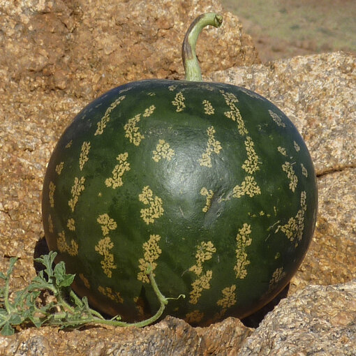 Kalahari Melon Oil