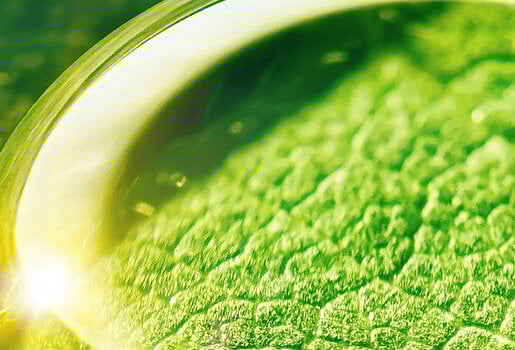 Macro image of hyaluronic acid