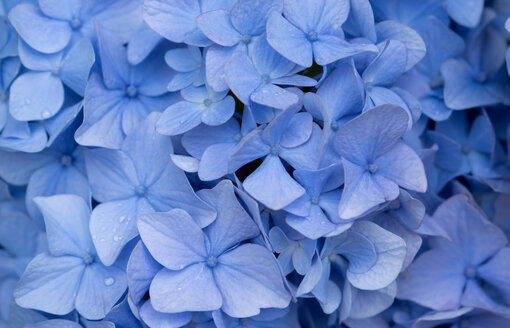 What giftable flowers are particularly vibrant in spring? What giftable flowers are particularly vibrant in spring?
