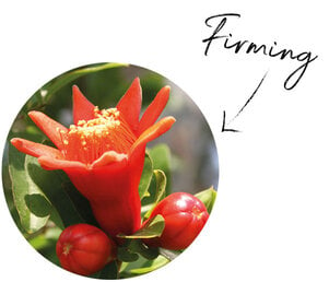 Pomegranate Flower Extract