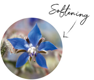 Borage