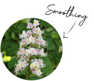 Horse Chestnut Flower