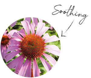 Echinacea