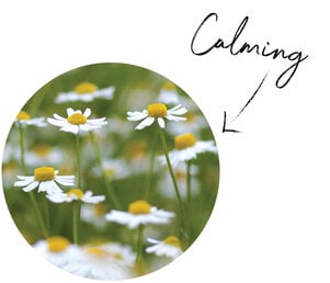 Chamomile