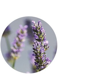 Lavender Essential Oil