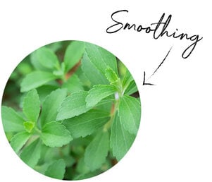 Stevia Extract