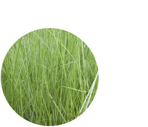 Vetiver Essential Oil