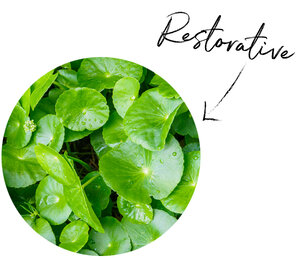 Centella Asiatica (CICA) Leaf Extract