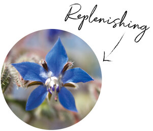 Borage Seed Oil