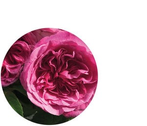 Damask Rose Flower Oil