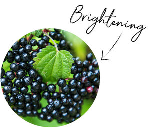 Elderberry Extract