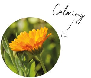 Calendula