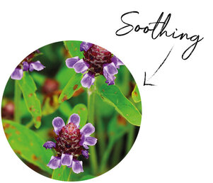 Self-Heal Extract