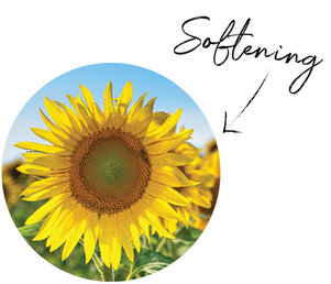 Sunflower Seed Oil