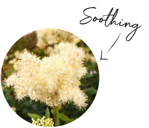 Meadowsweet