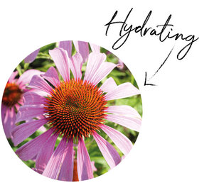 Echinacea Extract