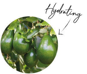 Avocado Oil