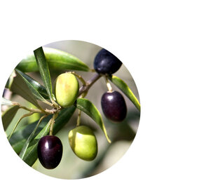 Olive Fruit Oil