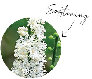 Black Cohosh Root Extract
