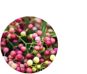 Pink Pepper Berry Essential Oil