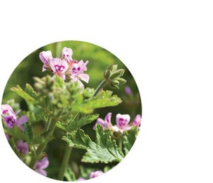 Geranium Essential Oil