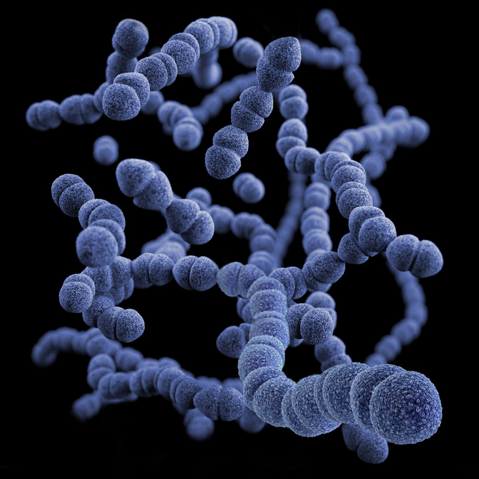 Probiotics & Immunity Probiotics & Immunity