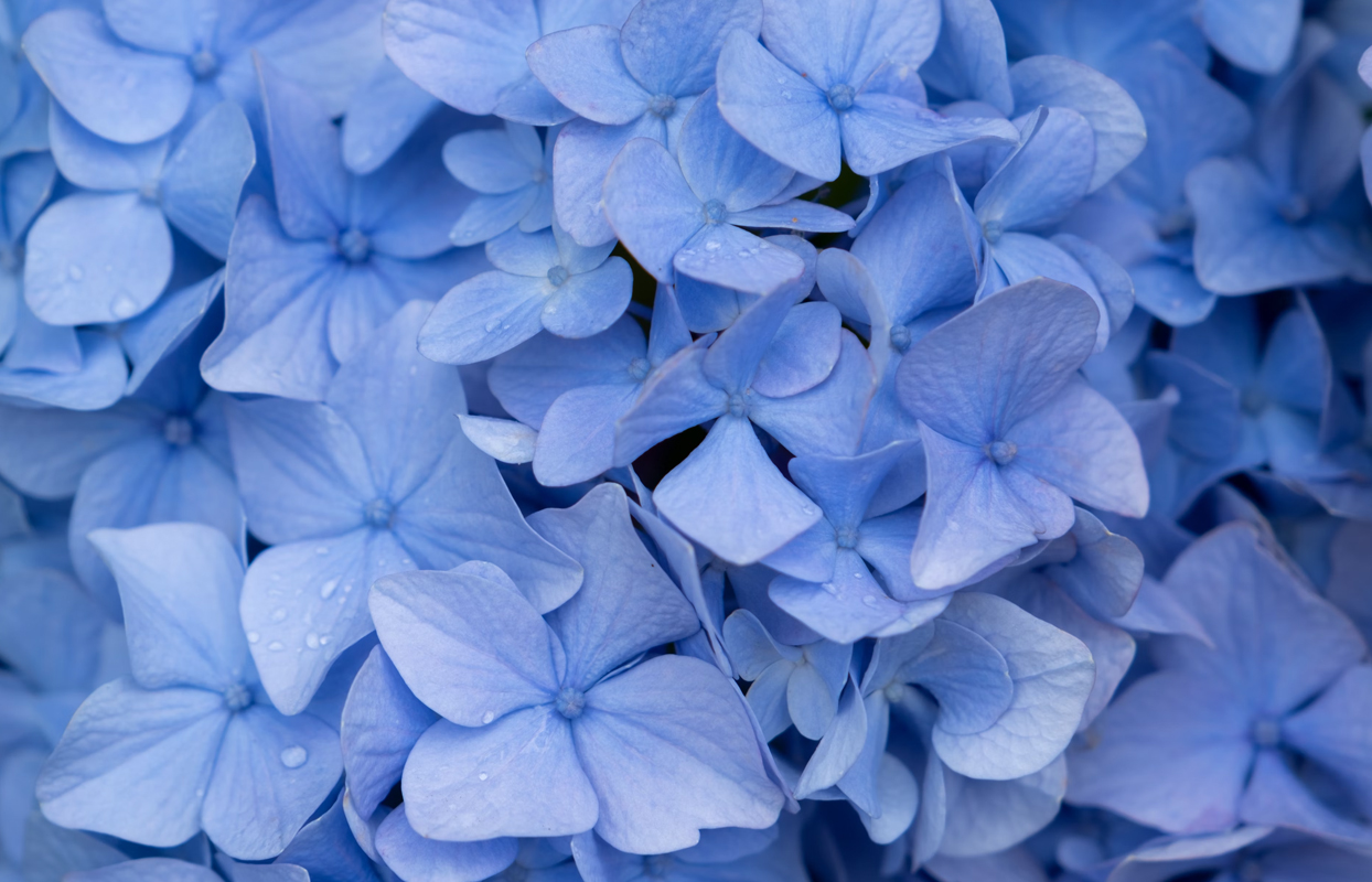 What giftable flowers are particularly vibrant in spring? What giftable flowers are particularly vibrant in spring?