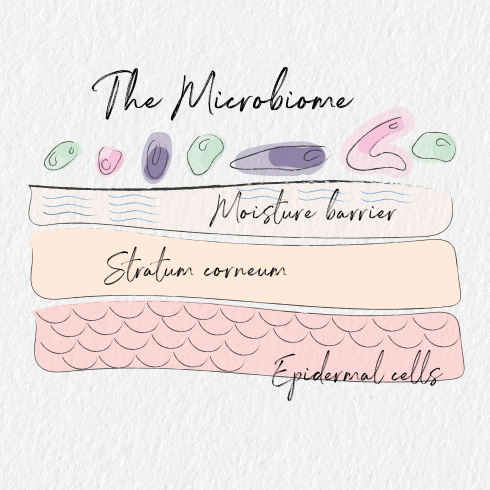 Probiotics & Skin Probiotics & Skin